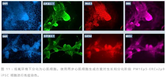 第二彈｜實驗證明低氧條件下的干細胞培養(yǎng)效果更好！